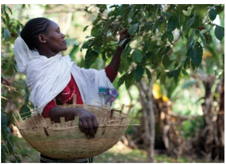 woman picking coffee
