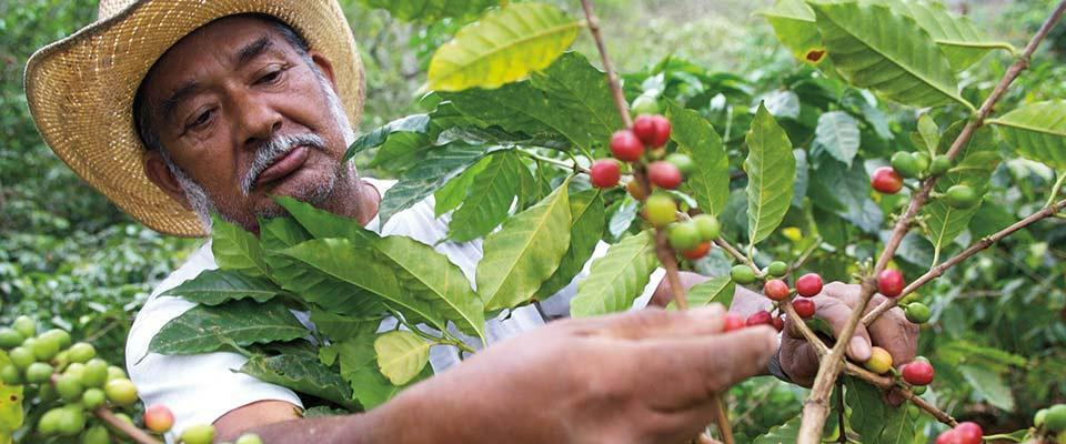 Sustainability Nestle Profession