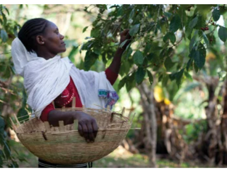woman picking coffee