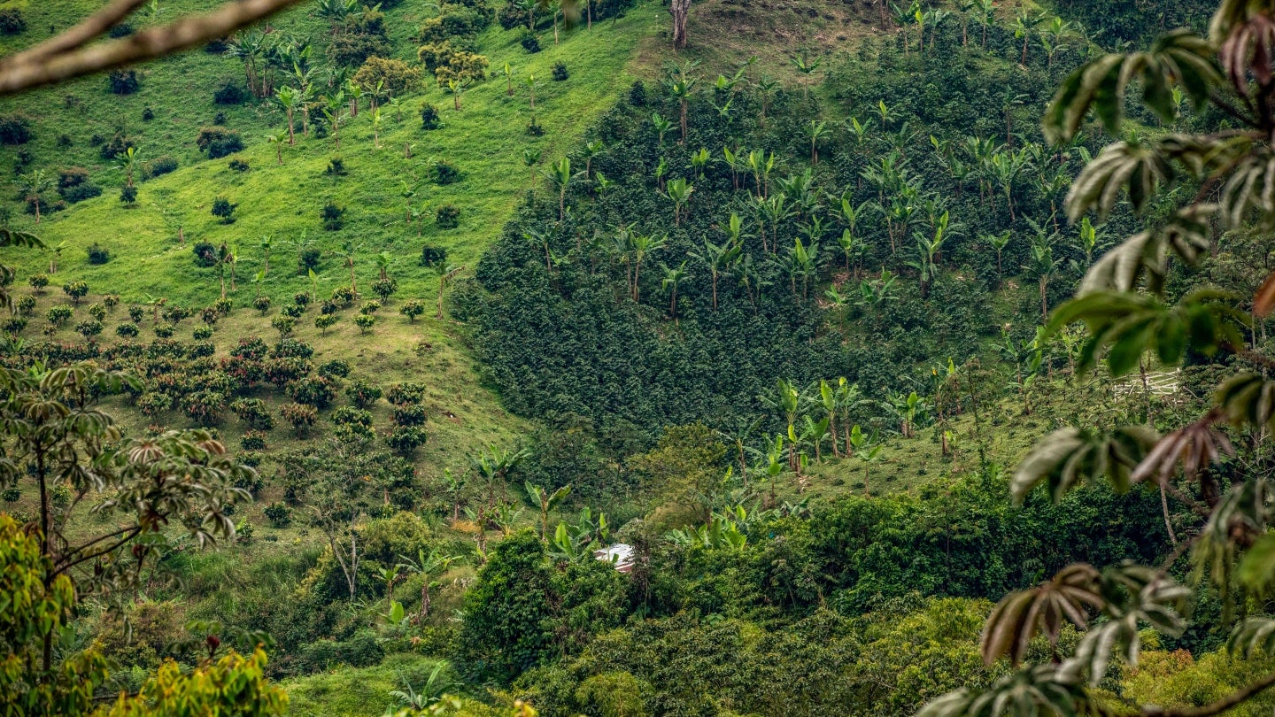 Sustainability